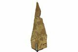 Fossil Hadrosaur Limb Section w/ Metal Stand - South Dakota #354339-1